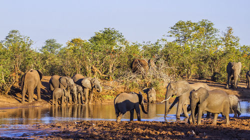 View of elephant on land against sky