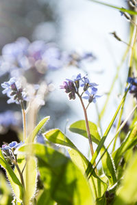 Close-up of purple flowers