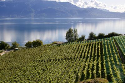 Scenic view of agricultural field