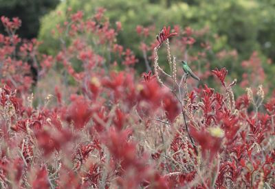 Close-up of red flowering plants on field