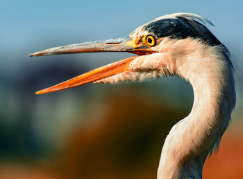Funny portrait of an egret / heron with open beak as if announcing an exciting party tonight,