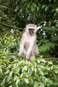 Portrait of monkey sitting on tree