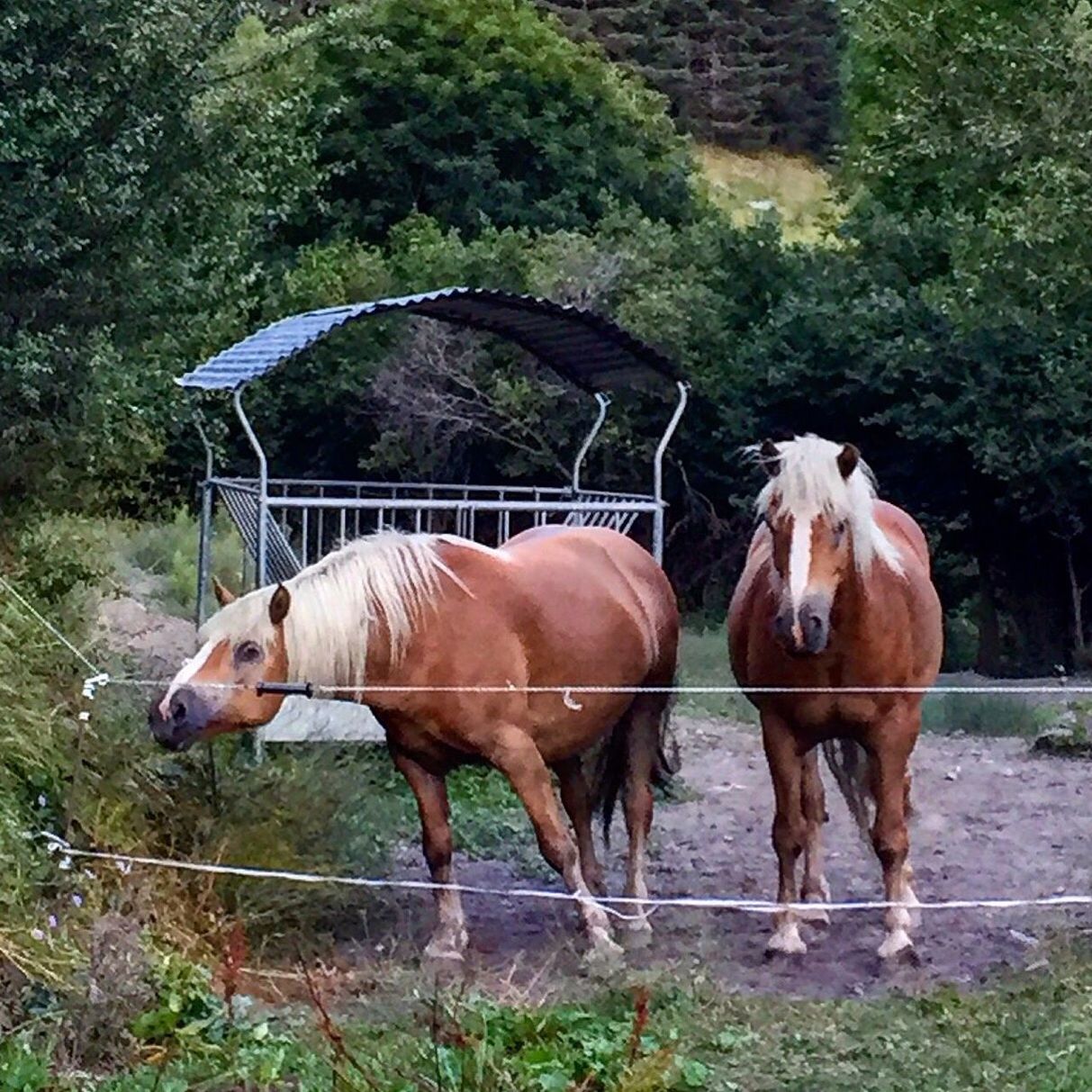 TWO HORSES ON FIELD