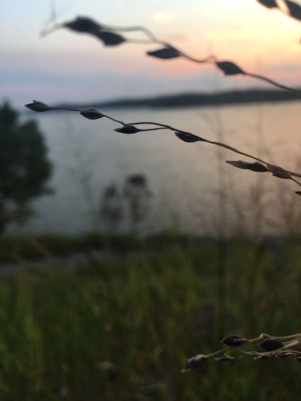 CLOSE-UP OF GRASS AGAINST SKY