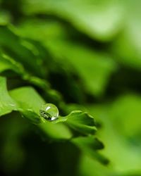 Close-up of water drops on leaf