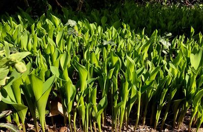 Close-up of plants growing in field