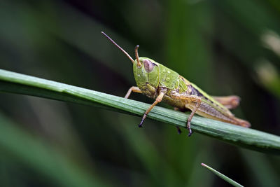 Close-up of grasshopper