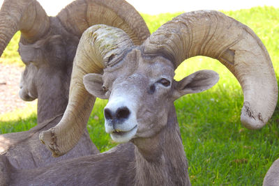 Close-up of sheep on field