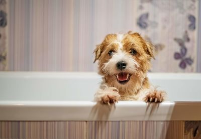 Portrait of dog in bathtub at home