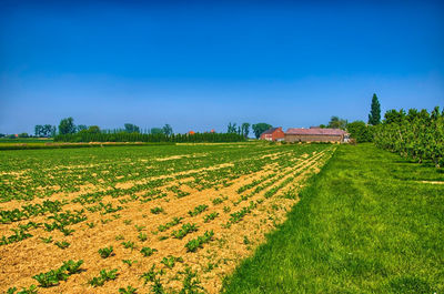 Scenic view of agricultural field against blue sky