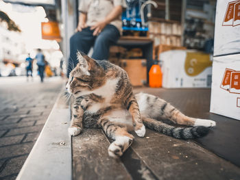 Cat resting on table