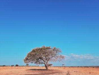 Tree on field against clear blue sky