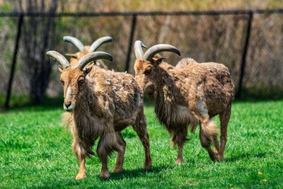 Sheep on field