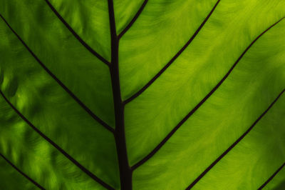 Full frame shot of leaf