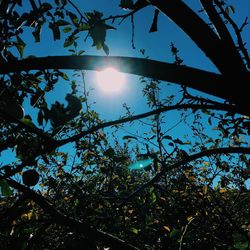 Low angle view of sunlight streaming through tree