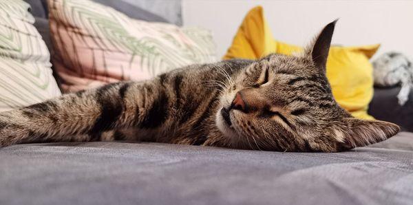 Cat lying on bed