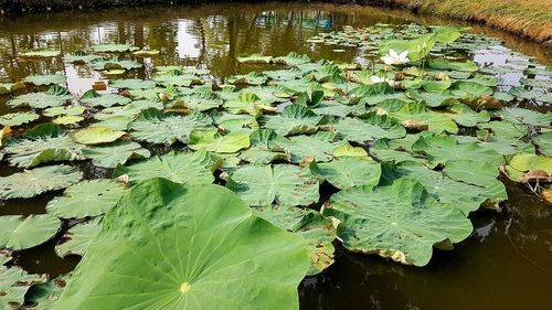 Water lily in lake