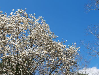 Low angle view of cherry blossom against blue sky