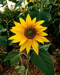 Close-up of sunflower