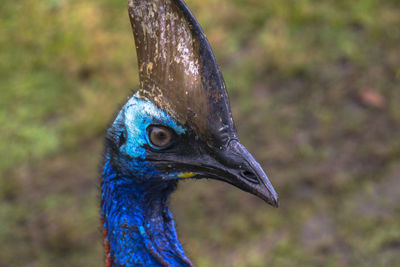 Portrait of an southern helmet cassowary on the beach of etty bay in north queensland, australia