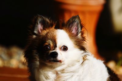 Close-up portrait of a dog