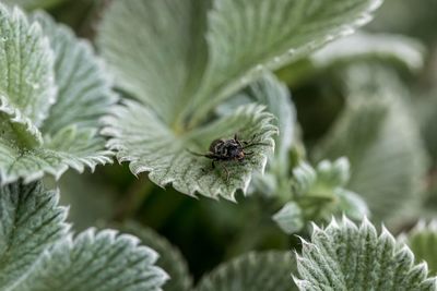 Close-up of insect on plant