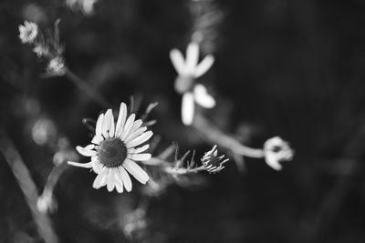 Close-up of flowers blooming outdoors