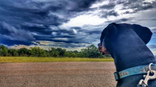 Dog standing on field against cloudy sky