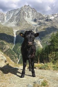 Portrait of horse on mountain against sky