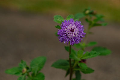 flowering plant