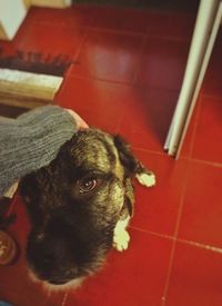 pets