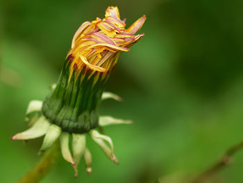 Close-up of plant against blurred background