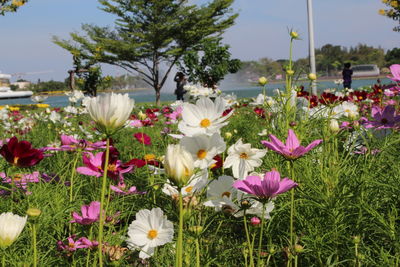 Close-up of flowering plants on field