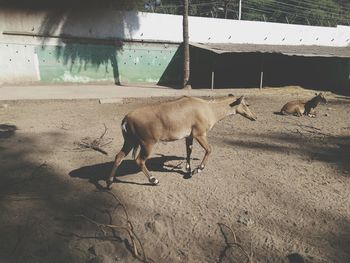 Horse standing on a land