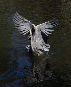 Close-up of swan swimming in lake