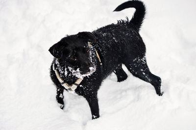 Black dog on snow covered field
