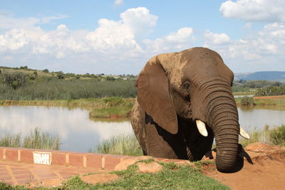 View of elephant in lake