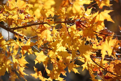 Close-up of yellow maple leaves on tree