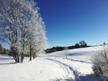 Snow covered trees against clear blue sky