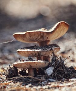 Close-up of mushrooms