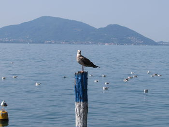 Seagulls perching on wooden post in sea