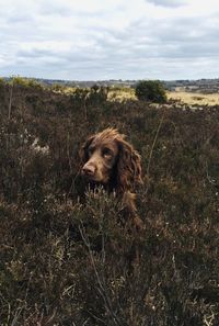 Working cocker spaniel 