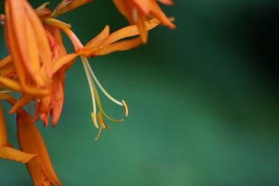 Close-up of flowers