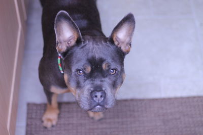 High angle portrait of dog