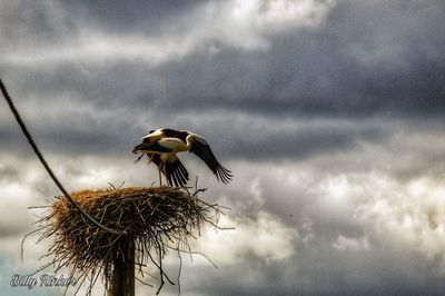 Low angle view of bird in nest against sky