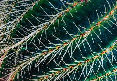 Full frame shot of succulent plant