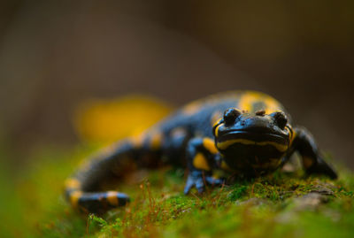 Close-up of insect on land