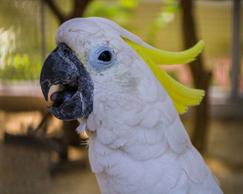 Close-up of a parrot