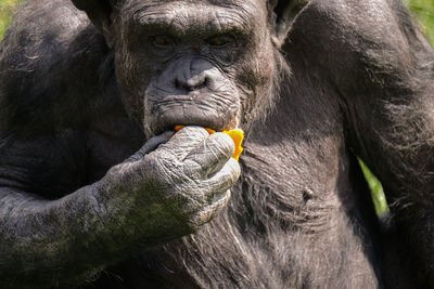 Close-up of chimpanzee having food