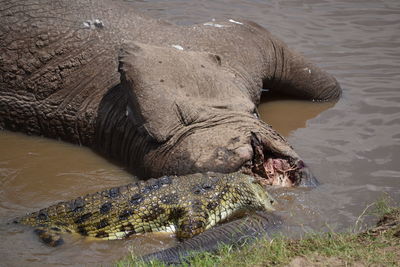 Horse in a river